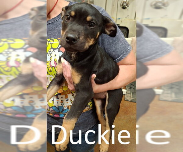 Medium Photo #3 Rottweiler-Unknown Mix Puppy For Sale in Mountain View, AR, USA