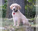 Small #1 Golden Retriever