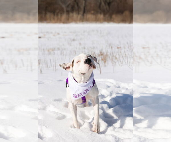 Medium Photo #9 Mutt Puppy For Sale in Crete, IL, USA