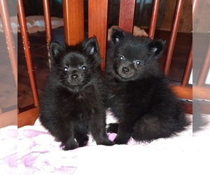 Pomeranian Puppy for sale in DINWIDDIE, VA, USA