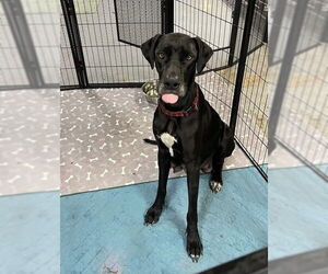 Great Dane Dogs for adoption in Jackson Township, NJ, USA