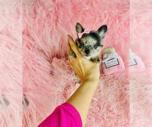 Medium Photo #14 Chihuahua Puppy For Sale in MIAMI, FL, USA
