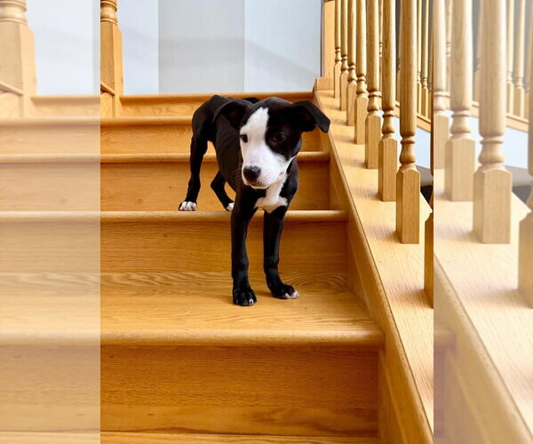 Medium Photo #13 Mutt Puppy For Sale in Plainfield, IL, USA