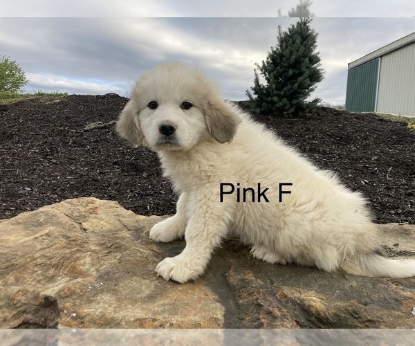 Medium Photo #4 Great Pyrenees Puppy For Sale in LEITCHFIELD, KY, USA