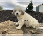 Small Photo #4 Great Pyrenees Puppy For Sale in LEITCHFIELD, KY, USA