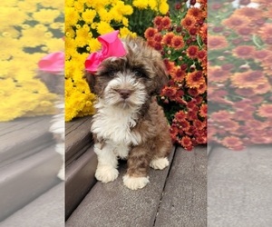 ShihPoo Puppy for sale in INDIANAPOLIS, IN, USA