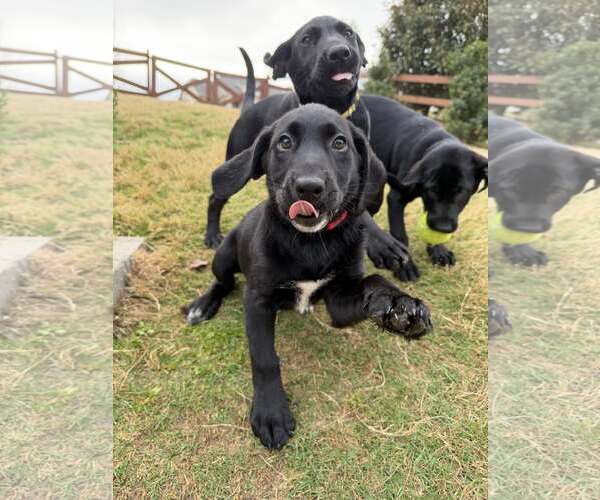Medium Photo #4 Labrador Retriever-Unknown Mix Puppy For Sale in Greenville, SC, USA