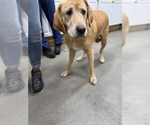 Boxador Dogs for adoption in Forestville, MD, USA