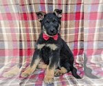 Small Photo #2 German Shepherd Dog Puppy For Sale in LEOLA, PA, USA