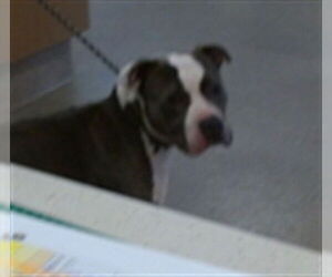 Mutt Dogs for adoption in Louisville, KY, USA