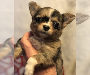 Chihuahua Puppy for sale in NEWVILLE, PA, USA