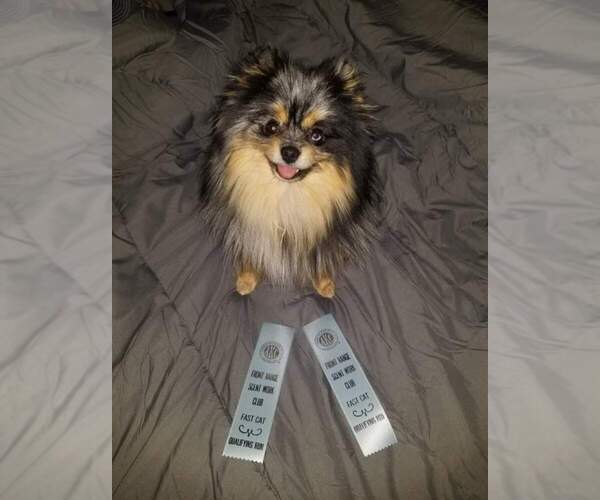 Medium Photo #1 Pomeranian Puppy For Sale in DRISCOLL, ND, USA