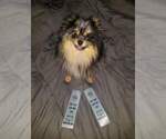 Small Photo #1 Pomeranian Puppy For Sale in DRISCOLL, ND, USA