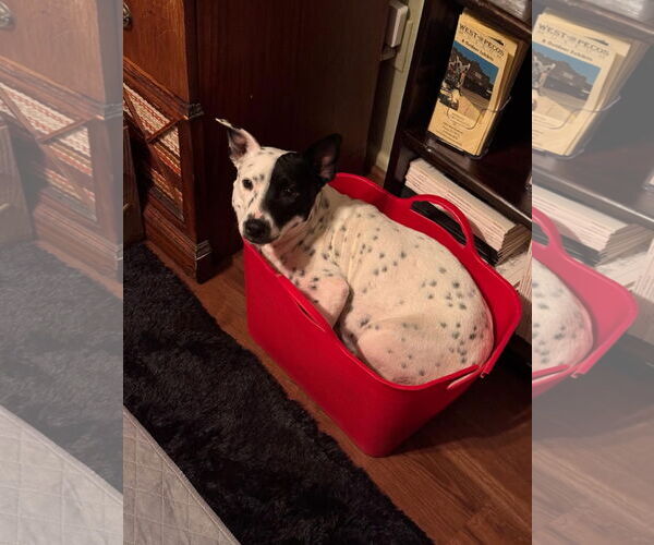 Medium Photo #2 American Pit Bull Terrier-Unknown Mix Puppy For Sale in New London, WI, USA