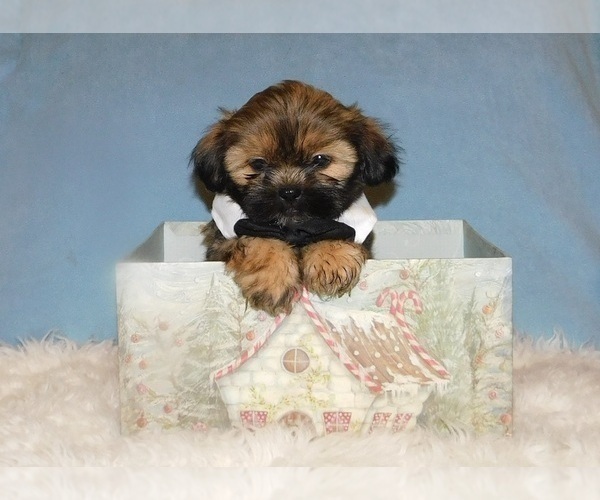 Medium Photo #4 Shih Tzu Puppy For Sale in WARRENSBURG, MO, USA