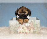 Small Photo #4 Shih Tzu Puppy For Sale in WARRENSBURG, MO, USA