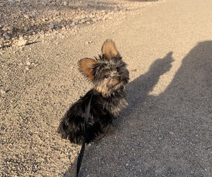 Yorkshire Terrier Puppy for sale in LAS VEGAS, NV, USA