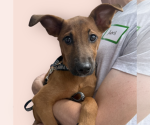Mutt Dogs for adoption in Rockville, MD, USA