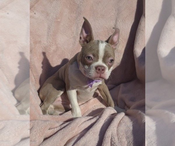 Medium Photo #3 Boston Terrier Puppy For Sale in MINERAL WELLS, WV, USA