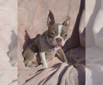 Small Photo #3 Boston Terrier Puppy For Sale in MINERAL WELLS, WV, USA