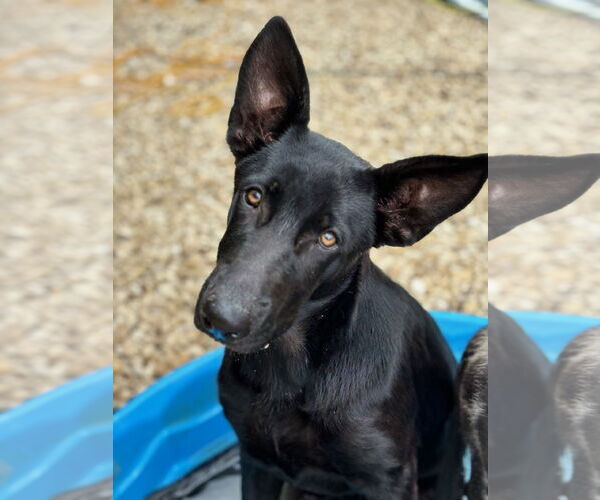 Medium Photo #1 Mutt Puppy For Sale in Pipe Creek, TX, USA