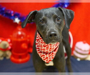 Catahoula Leopard Dog-Doberman Pinscher Mix Dogs for adoption in Placerville, CA, USA