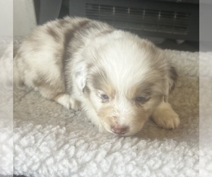 Miniature Australian Shepherd Puppy for sale in COLLINS, IA, USA