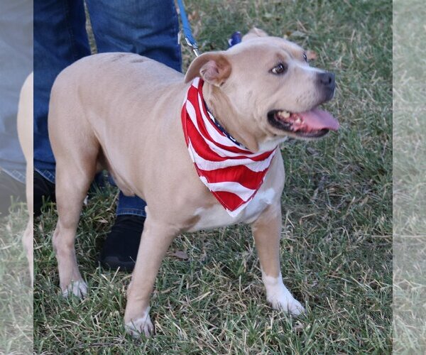 Medium Photo #4 American Pit Bull Terrier-Unknown Mix Puppy For Sale in Bandera, TX, USA