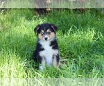 Small Photo #26 Australian Shepherd Puppy For Sale in ACTON, CA, USA