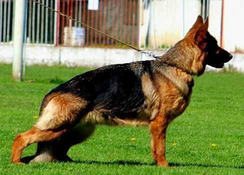 Medium Photo #1 German Shepherd Dog Puppy For Sale in Gevgelija, Gevgelija, Macedonia
