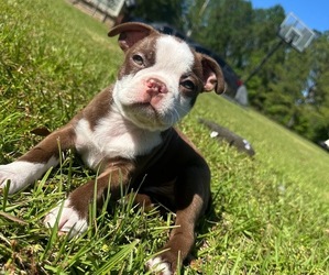 Boston Terrier Puppy for sale in VALDOSTA, GA, USA