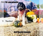 Puppy Dexter Labradoodle