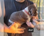 Small Photo #4 German Shorthaired Pointer Puppy For Sale in BERESFORD, SD, USA