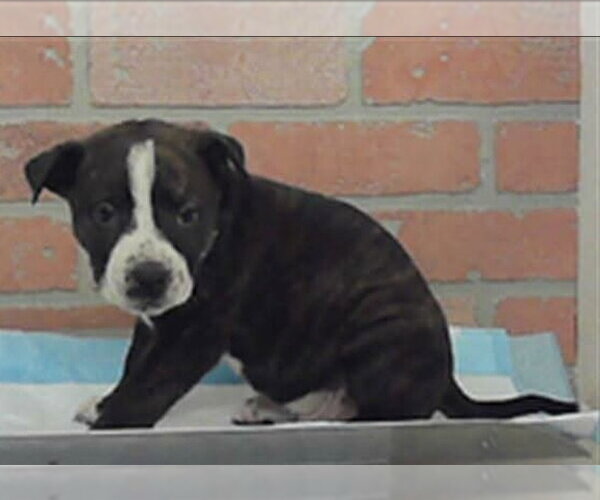 Medium Photo #2 Mutt Puppy For Sale in Lakewood, CO, USA