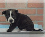 Small #1 Mutt