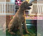 Small Photo #1 Goldendoodle-Poodle (Standard) Mix Puppy For Sale in LEHIGHTON, PA, USA
