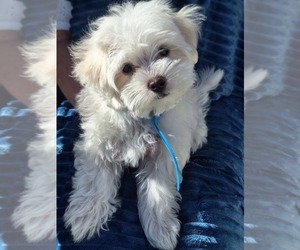 Maltese Puppy for Sale in BEAR RIVER, Wyoming USA