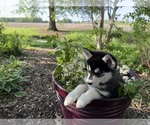Small Photo #29 Siberian Husky Puppy For Sale in ALTON, IL, USA