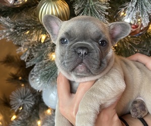 French Bulldog Puppy for Sale in NORTH SALEM, Indiana USA