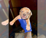Puppy Puppy 7 American Bully