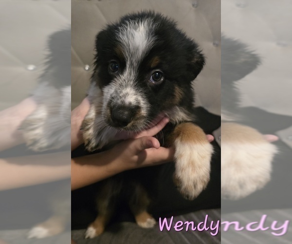Medium Photo #6 Border-Aussie Puppy For Sale in ROY, UT, USA