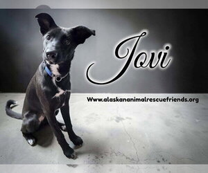 Border Collie-Unknown Mix Dogs for adoption in Anchorage, AK, USA