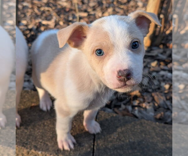 Medium Photo #3 Mutt Puppy For Sale in Brooklyn Center, MN, USA