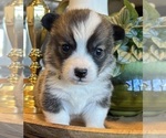 Puppy Miss Yellow Pembroke Welsh Corgi