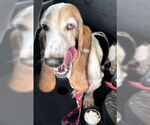 Small Photo #4 Basset Hound Puppy For Sale in Deepwater, NJ, USA