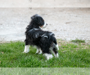 Cavapoo Puppy for sale in NAPPANEE, IN, USA