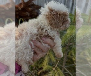 Maltipoo (Miniature) Puppy for sale in VENETA, OR, USA