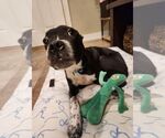Small #3 American Pit Bull Terrier Mix