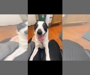 Marcy - Female Jack Chi Dog for Adoption - Photo #2