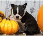 Small #1 Boston Terrier